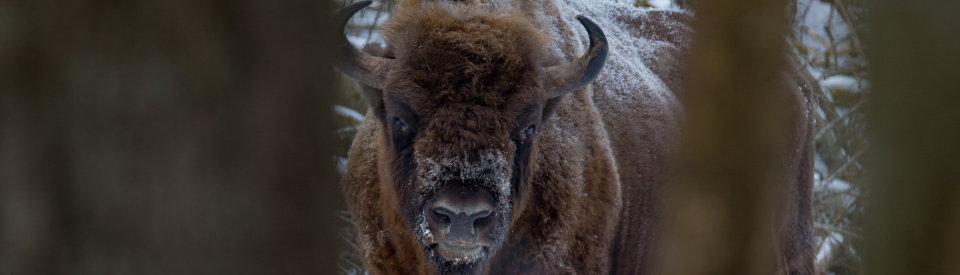 www.dziembowski.pl - ubr - The European Bison - The Biaowiea Forest - World Heritage Site