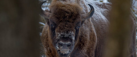 www.dziembowski.pl - ubr - The European Bison - The Biaowiea Forest - World Heritage Site